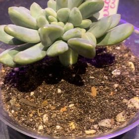 Photo of the plant species Crested Cermeria Expatriata by @PioneerRutabaga named Cermeria Expatriata Crest on Greg, the plant care app