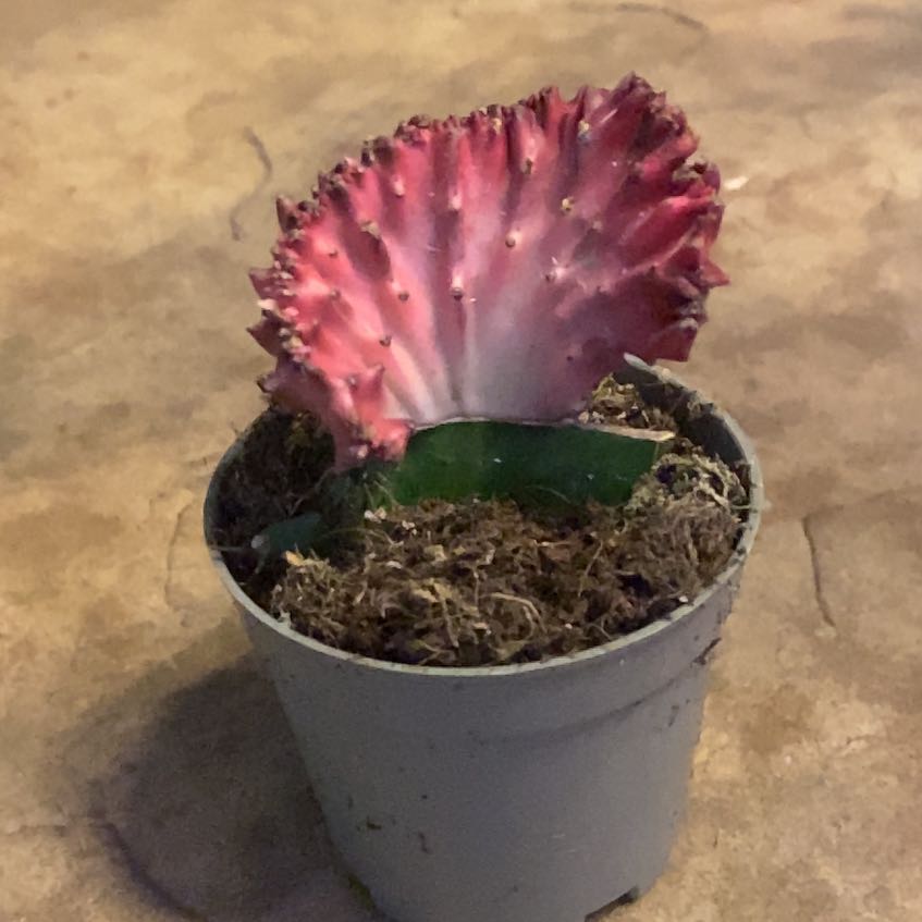 Photo of the plant species christata by @PioneerRutabaga named Cactus - Cristata Euphorbia on Greg, the plant care app