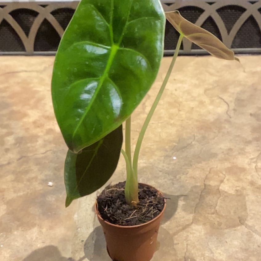 Photo of the plant species Alocasia Golden Bone by @PioneerRutabaga named Alocasia ‘Golden Bone’ on Greg, the plant care app
