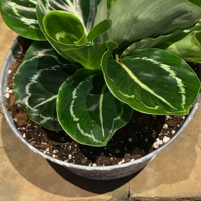 Photo of the plant species Green Lipstick Calathea by @PioneerRutabaga named Calathea Green Lipstick on Greg, the plant care app