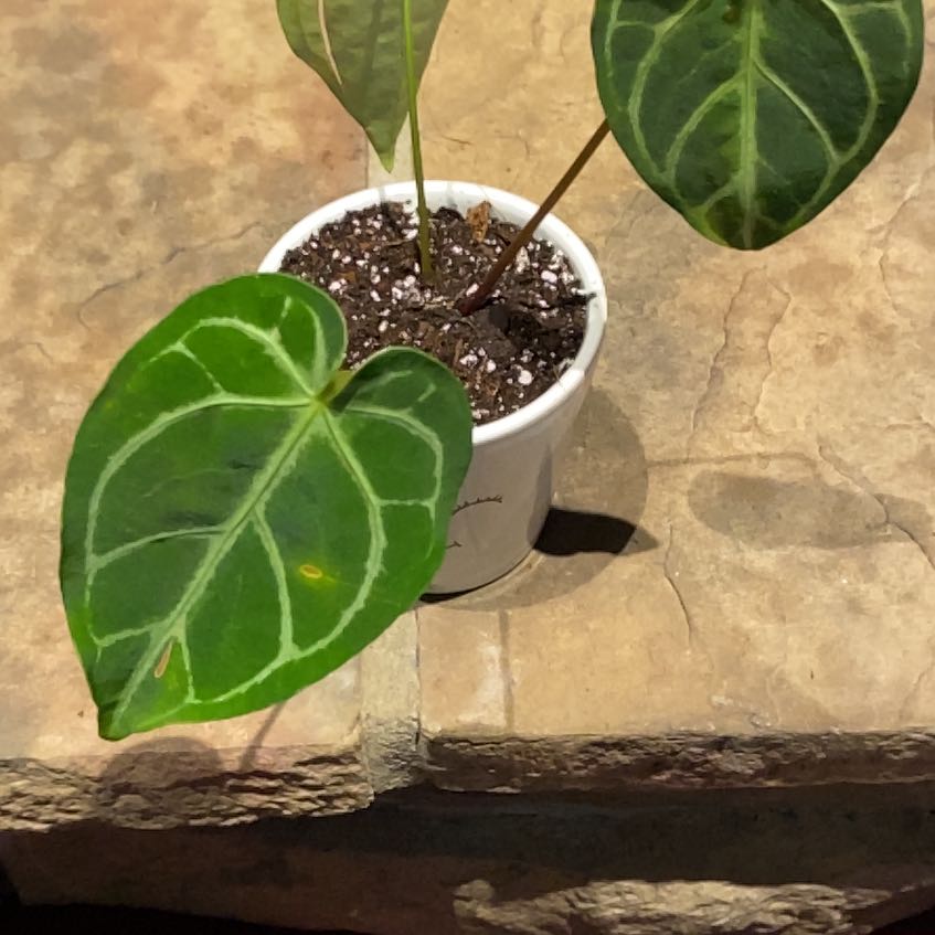 Photo of the plant species Anthurium regale by @PioneerRutabaga named Anthurium ‘Regale’ Hybrid on Greg, the plant care app