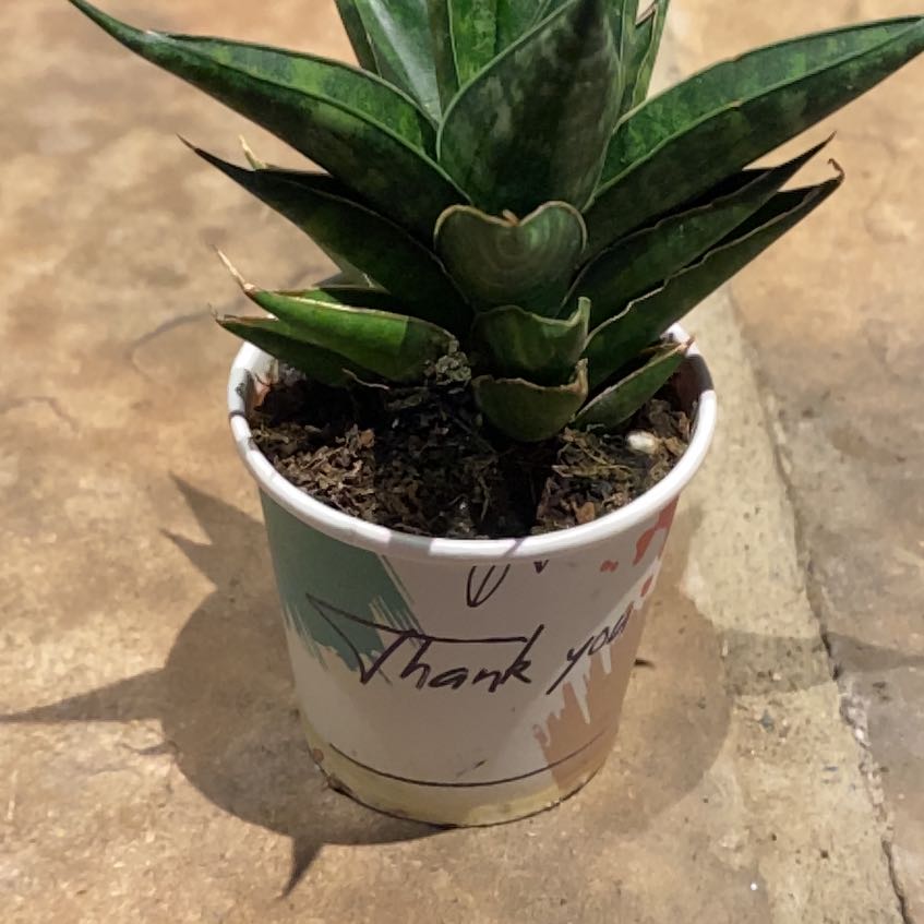 Photo of the plant species Sansevieria 'Table Mountain' by @PioneerRutabaga named Snake plant - Sansevieria ‘Table Mountain’ on Greg, the plant care app