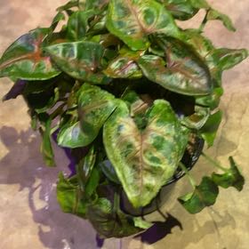 Photo of the plant species Syngonium podophyllum 'Christmas' by @PioneerRutabaga named Syngonium ‘Christmas’ on Greg, the plant care app