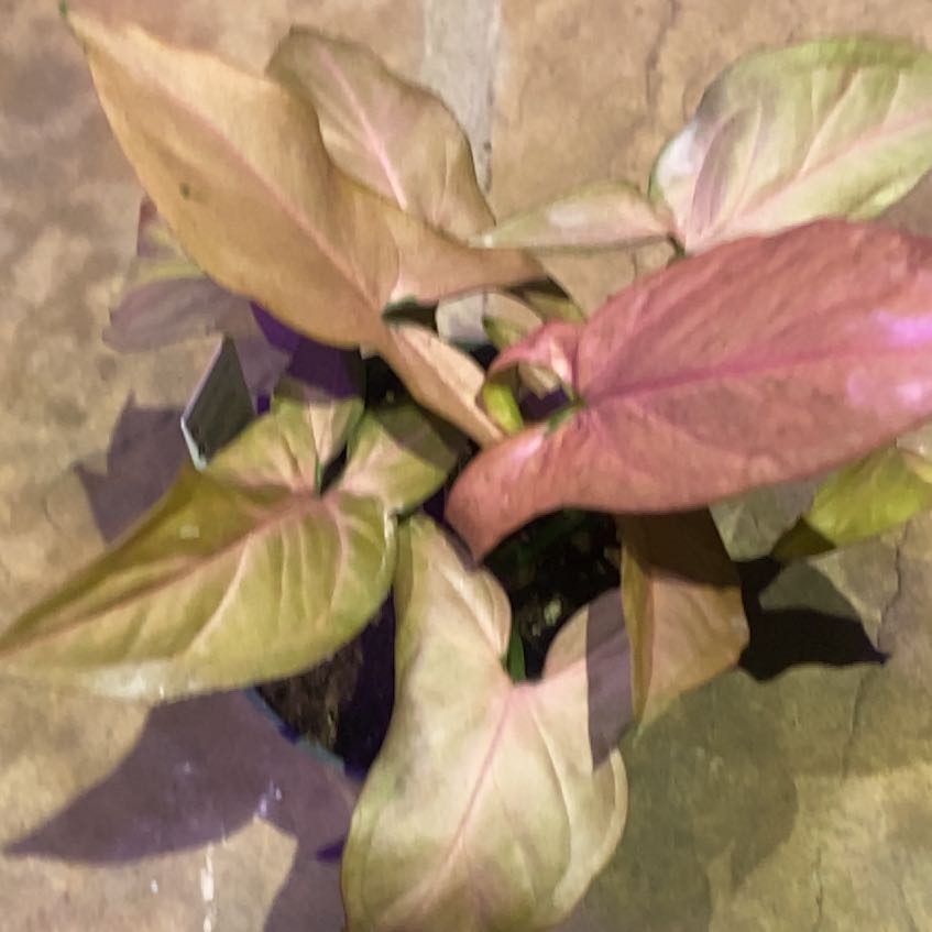 Photo of the plant species Pink Perfection Arrowhead Plant by @PioneerRutabaga named Syngonium ‘Pink Perfection’ on Greg, the plant care app
