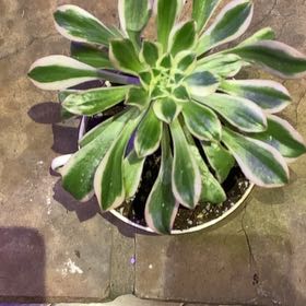 Photo of the plant species Aeonium 'Sunburst' by @PioneerRutabaga named Aeonium ‘Sunburst’ on Greg, the plant care app