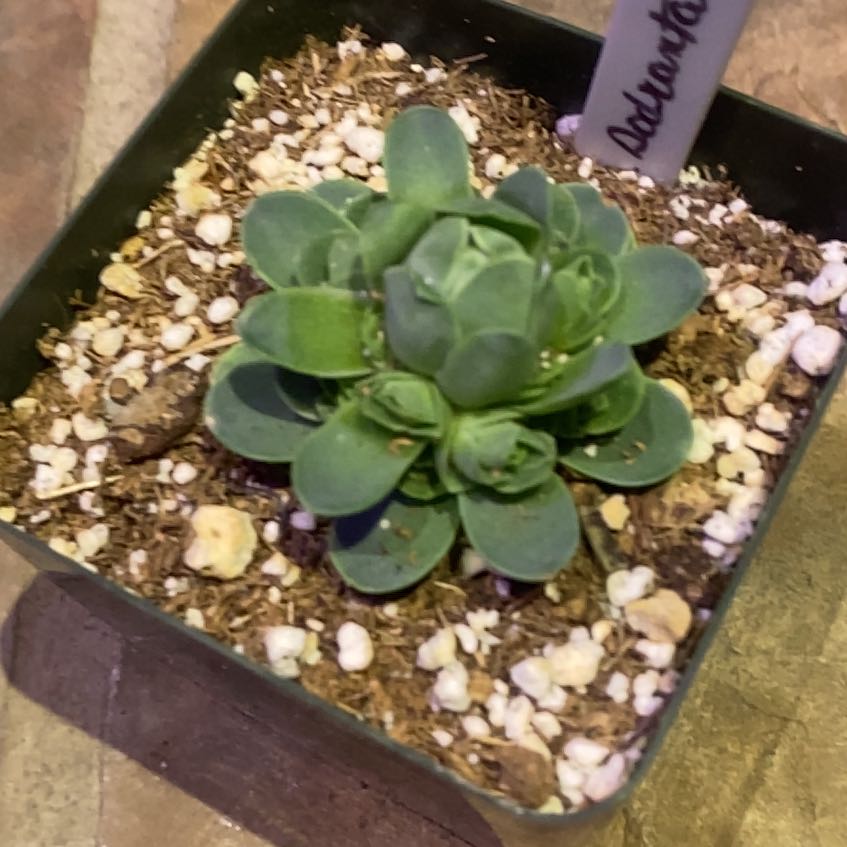Photo of the plant species Mountain Rose by @PioneerRutabaga named Aeonium ‘Mountain Rose’ on Greg, the plant care app