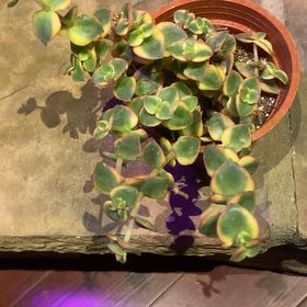 Photo of the plant species Calico Kitten by @PioneerRutabaga named Crassula ‘Calico Kitten’ on Greg, the plant care app