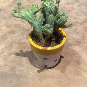 Photo of the plant species Euphorbia enopla coral by @PioneerRutabaga named Euphorbia Enopla Cristata on Greg, the plant care app