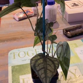 Photo of the plant species Piper sylvaticum by @PioneerRutabaga named Piper Sylvaticum on Greg, the plant care app