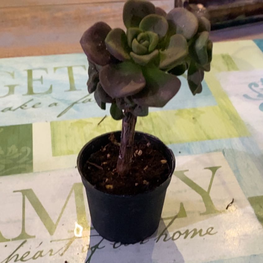 Photo of the plant species Aeonium 'Lily Pad' by @PioneerRutabaga named Aeonium ‘Lily Pad’ on Greg, the plant care app