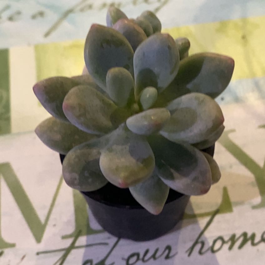 Photo of the plant species Graptosedum 'Miul' by @PioneerRutabaga named Graptosedum ‘Miul’ on Greg, the plant care app
