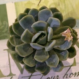 Photo of the plant species echeveria 'Cream Berry' by @PioneerRutabaga named Echeveria ‘Cream Berry’ on Greg, the plant care app