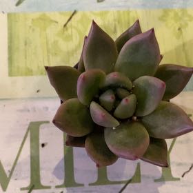 Photo of the plant species Echeveria by @PioneerRutabaga named Echeveria Jap. Pink Cherry on Greg, the plant care app