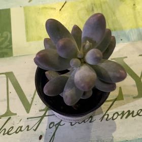 Photo of the plant species Sweet Dumpling by @PioneerRutabaga named Pachyphytum Sweet Dumpling on Greg, the plant care app