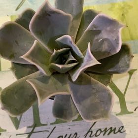 Photo of the plant species Echeveria 'Desert Camels' by @PioneerRutabaga named Echeveria Desert Camels on Greg, the plant care app