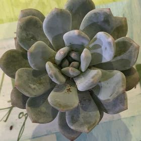 Photo of the plant species Echeveria Snow Angel by @PioneerRutabaga named Echeveria Snow Angel on Greg, the plant care app