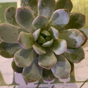 Photo of the plant species Echeveria Crystal Rose by @PioneerRutabaga named Echeveria Crystal Amber on Greg, the plant care app