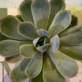Photo of the plant species Echeveria 'Raspberry Ice' by @PioneerRutabaga named Echeveria Raspberry Ice on Greg, the plant care app