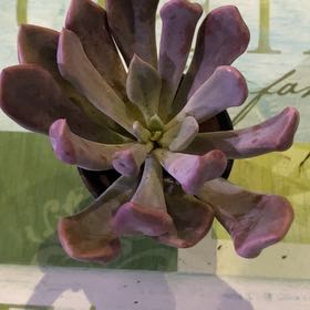 Photo of the plant species Echeveria Cupid by @PioneerRutabaga named Echeveria Cupid on Greg, the plant care app