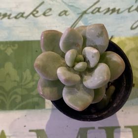 Photo of the plant species Bubble Candy by @PioneerRutabaga named Pachyveria Bubble Candy on Greg, the plant care app