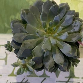 Photo of the plant species Echeveria Chrissy n Ryan by @PioneerRutabaga named Echeveria Chrissy n Ryan on Greg, the plant care app