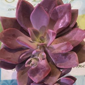 Photo of the plant species Graptoveria 'Debbie' by @PioneerRutabaga named Graptoveria Debbie on Greg, the plant care app