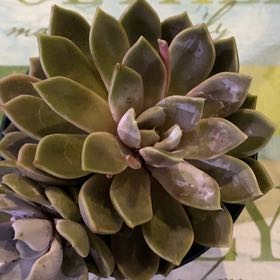 Photo of the plant species Echeveria 'Snow Bunny' by @PioneerRutabaga named Echeveria Snow Bunny on Greg, the plant care app