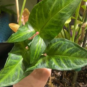 Photo of the plant species Syngonium angustatum by @PioneerRutabaga named Syngonium Angustatum on Greg, the plant care app