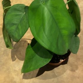 Photo of the plant species Syngonium chiapense by @PioneerRutabaga named Syngonium Chiapense on Greg, the plant care app