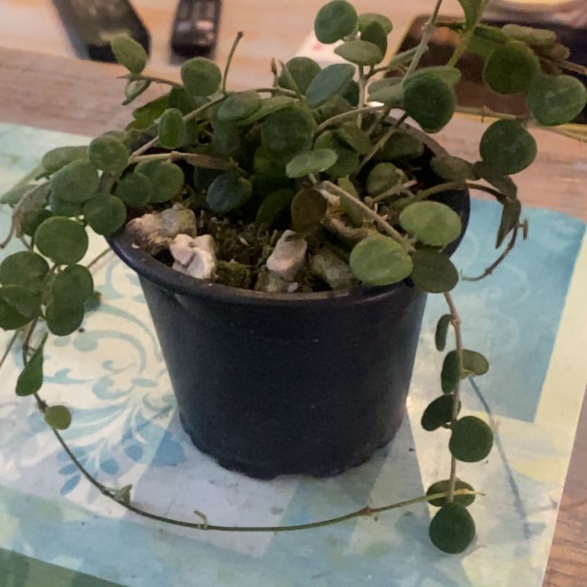Photo of the plant species aff Serpens Xiaojie 001 by @PioneerRutabaga named Hoya Wenshanensis/aff. Serpens Xiaojie 001 on Greg, the plant care app