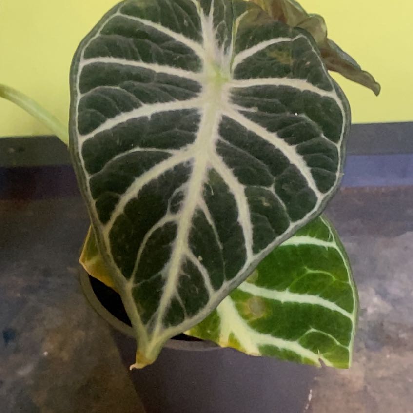 Photo of the plant species alocasia ninja by @PioneerRutabaga named Alocasia Ninja on Greg, the plant care app