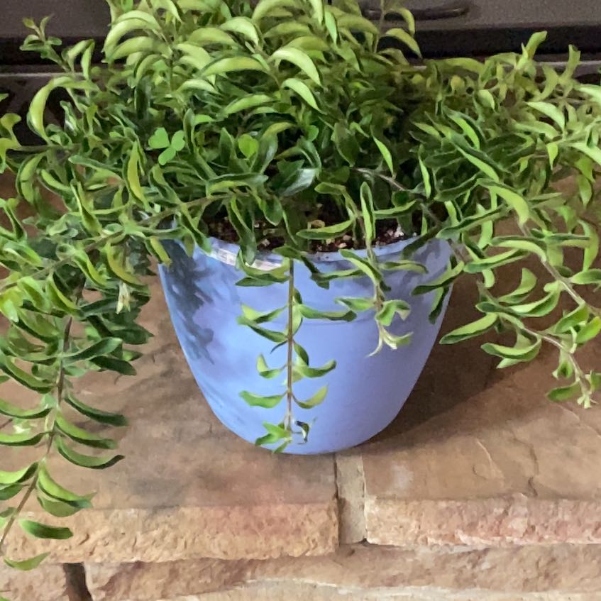Photo of the plant species Twisted Lipstick Plant by @PioneerRutabaga named Lipstick Plant - ‘Twisted Sister’ on Greg, the plant care app