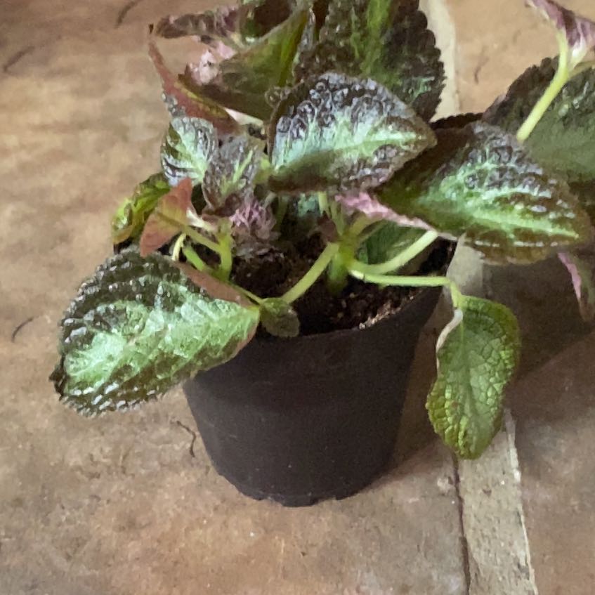Photo of the plant species Flame Violet by @PioneerRutabaga named Episcia - ‘Flame Violet’ on Greg, the plant care app