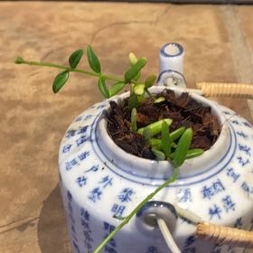 Photo of the plant species Waxflower by @PioneerRutabaga named Hoya - ‘Engleriana’ on Greg, the plant care app