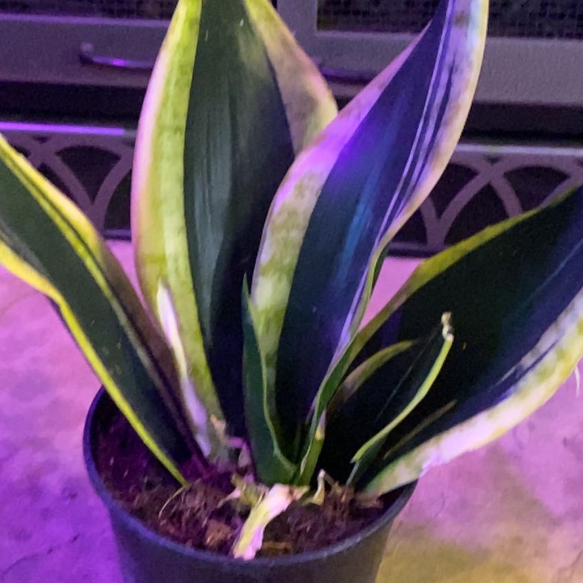 Photo of the plant species Black Gold Snake Plant by @PioneerRutabaga named Snake Plant Black Gold on Greg, the plant care app