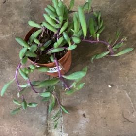 Photo of the plant species Ruby Necklace by @PioneerRutabaga named Senico - Ruby Necklace on Greg, the plant care app