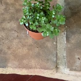 Photo of the plant species Sedum confusum by @PioneerRutabaga named Sedum Confusum on Greg, the plant care app