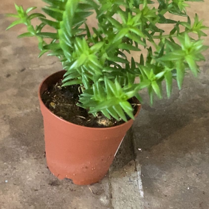Photo of the plant species Crassula dependens by @PioneerRutabaga named Crassula Dependens on Greg, the plant care app