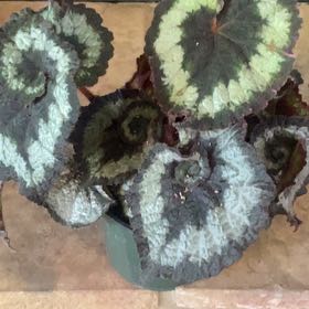 Photo of the plant species Rex Begonia 'Escargot' by @PioneerRutabaga named Begonia Escargot on Greg, the plant care app