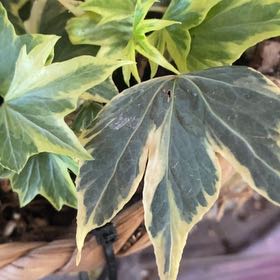 Photo of the plant species Golden Child Ivy by @PioneerRutabaga named Ivy - Golden Child on Greg, the plant care app