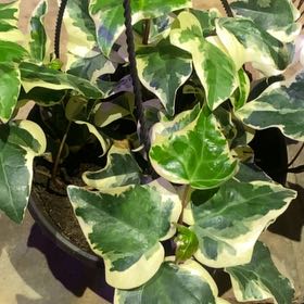 Photo of the plant species Algerian Ivy by @PioneerRutabaga named Ivy Algeeiansis on Greg, the plant care app