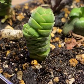 Photo of the plant species Crassula Columella by @PioneerRutabaga named Crassula Columella on Greg, the plant care app