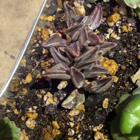Photo of the plant species Variegated Lenophyllum by @PioneerRutabaga named Crassula Lenophyllum Variedated on Greg, the plant care app