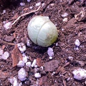 Photo of the plant species Gibbaeum heathii by @PioneerRutabaga named Gibbaeum -Heathii L. Bolus on Greg, the plant care app