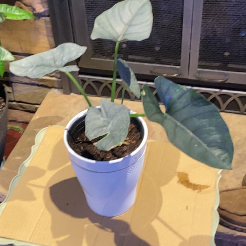 Photo of the plant species Alocasia Reginae by @PioneerRutabaga named Alocasia ‘Reginae’ on Greg, the plant care app