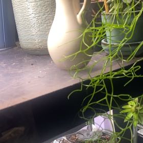 Photo of the plant species Climbing Onion by @PioneerRutabaga named Onion - climbing on Greg, the plant care app