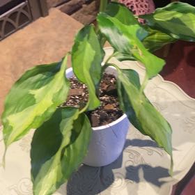 Photo of the plant species Aglaonema spathonema by @PioneerRutabaga named Aglaonema Spathonema on Greg, the plant care app