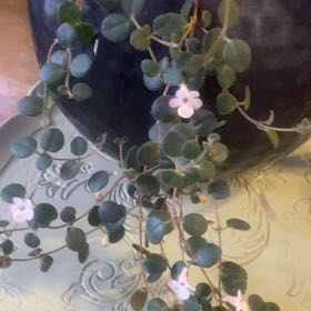 Photo of the plant species Codonanthe devosiana by @PioneerRutabaga named Cordonanthe Devosiana ‘Paula’ on Greg, the plant care app