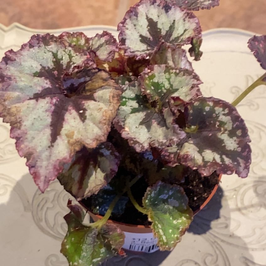 Photo of the plant species Harmony’s Strawberry Shortcake Begonia by @PioneerRutabaga named Begonia ‘Strawberry Shortcake’ on Greg, the plant care app