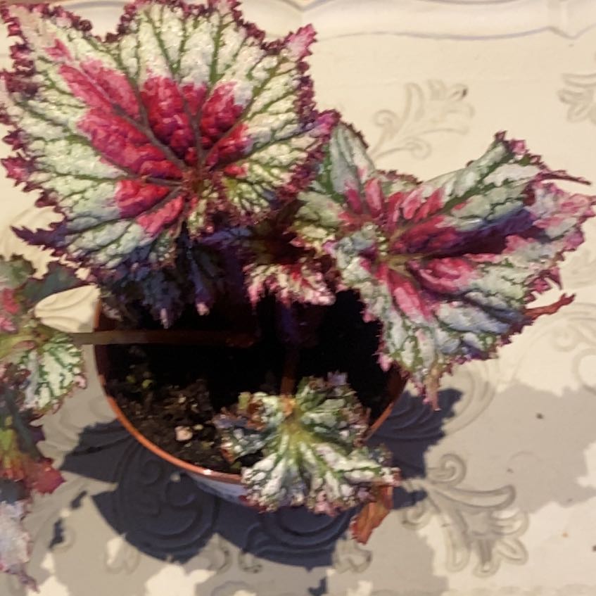 Photo of the plant species Begonia 'Confetti' by @PioneerRutabaga named Begonia Harmony’s ‘Confetti’ on Greg, the plant care app